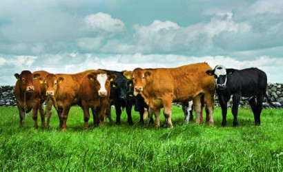 Gewinnspiel: Irish Beef für 8 Personen zu gewinnen!